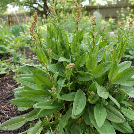 Mezcla de lechuga y espinaca de primavera