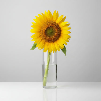 Girasol, mamut ruso