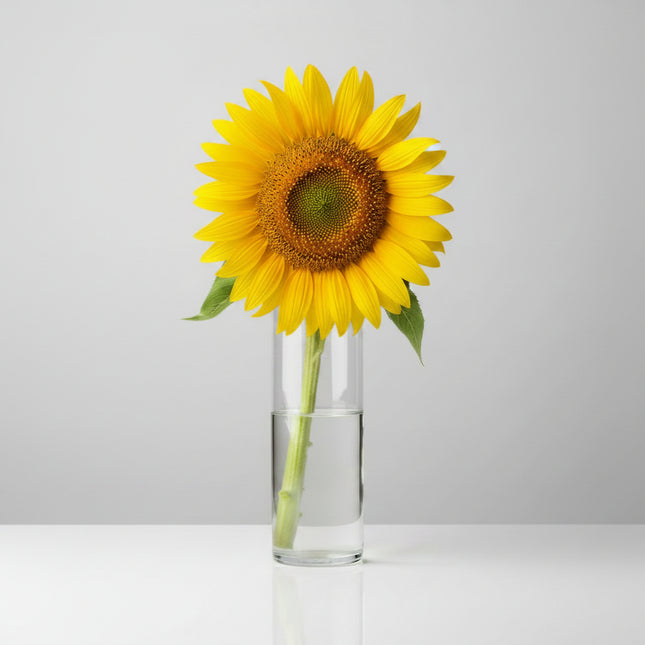 Tournesol, Mammouth russe