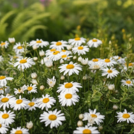 Shasta Daisy Seeds – Classic Perennial Floral Favorite