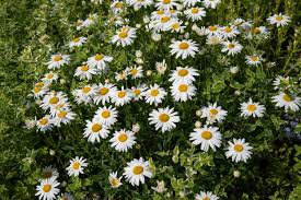 Shasta Daisy