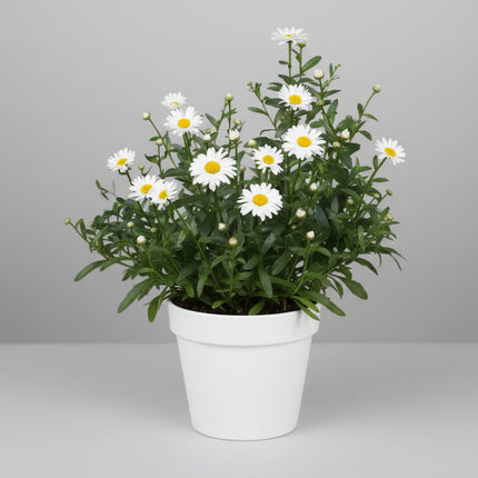 Shasta Daisy Seeds – Classic Perennial Floral Favorite