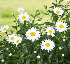 Shasta Daisy