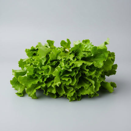 Lechuga Simpson de semillas negras