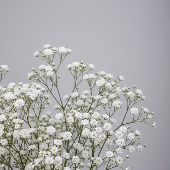 Gypsophila Snowflake Seeds – Heirloom Double Baby's Breath Favorite