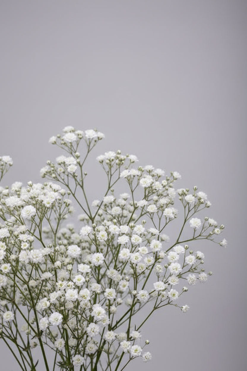 Gypsophila Snowflake Seeds – Heirloom Double Baby's Breath Favorite
