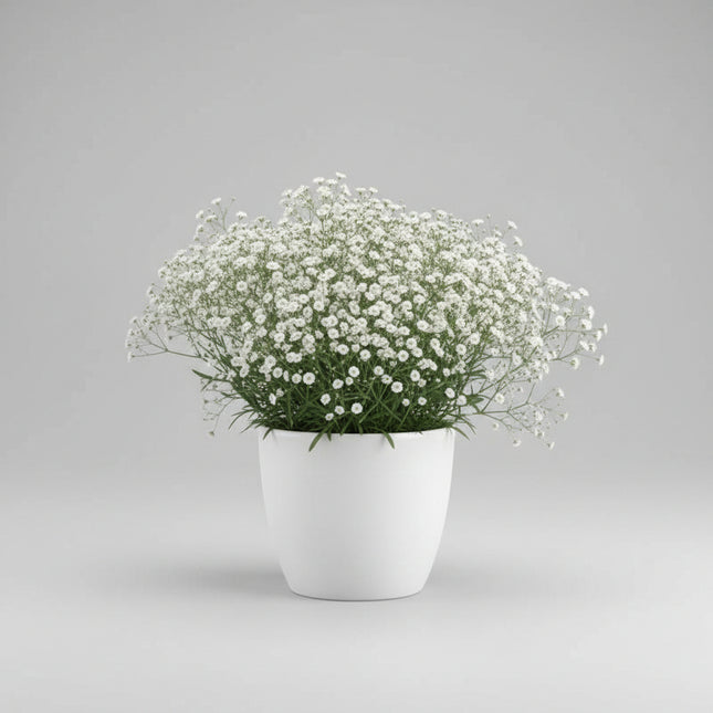 Gypsophila Snowflake Seeds – Heirloom Double Baby's Breath Favorite
