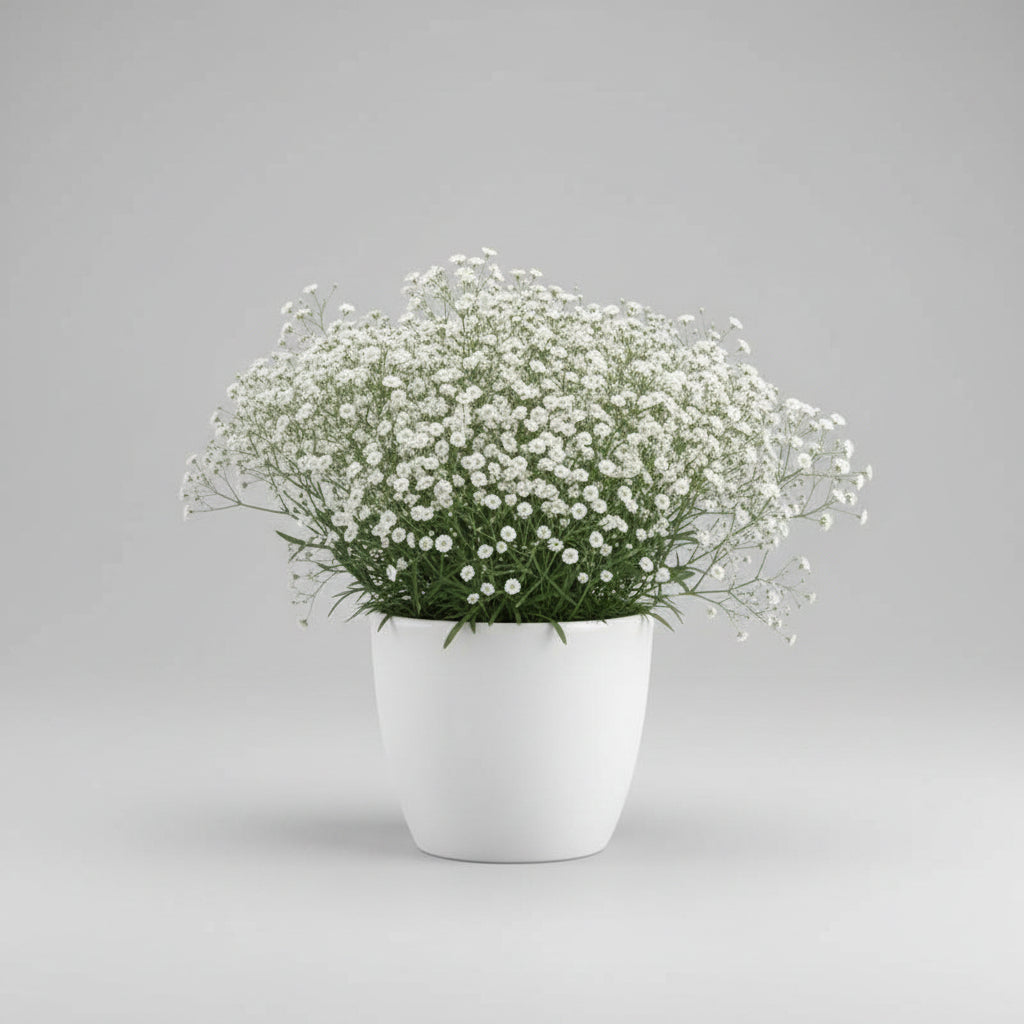 Gypsophila Snowflake Seeds – Heirloom Double Baby's Breath Favorite