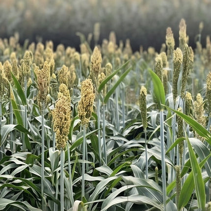 A wide view of a cultivated field with rows of tall grain plants, including sorghum, in green and golden-yellow tones under a pale sky.