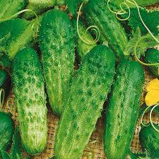 Cucumber, Spacemaster Bush