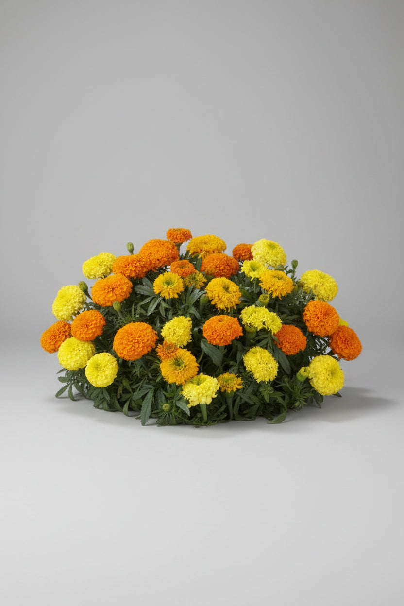 Marigold Spinning Wheels Seeds – Heirloom African Favorite