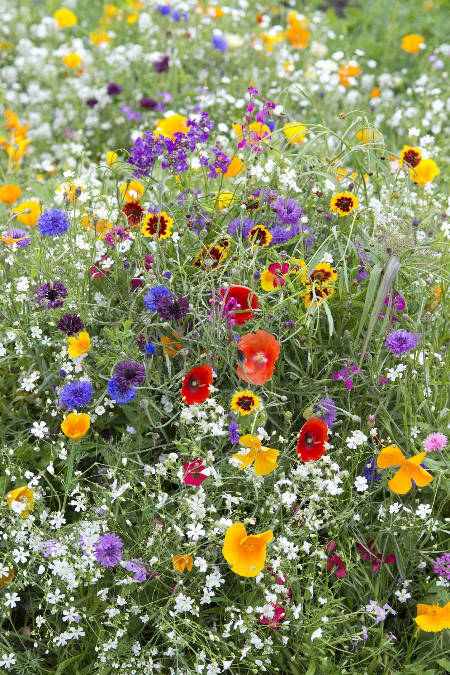 Wildflowers, Primavera Mixture