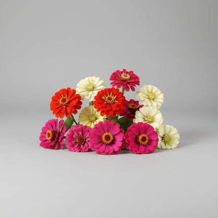 Zinnia, mezcla de feria estatal