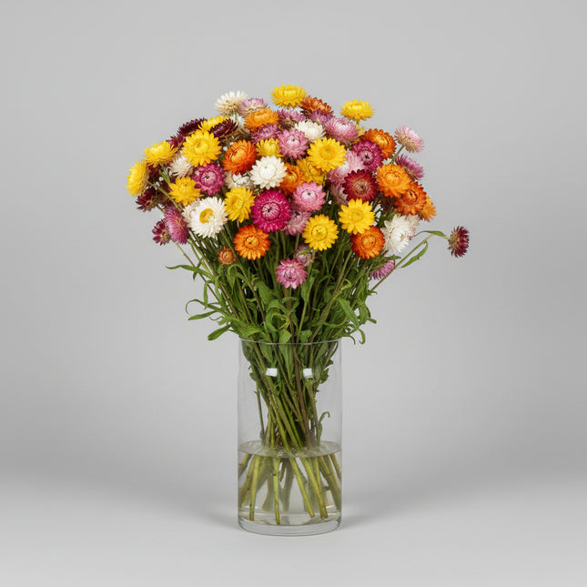 Strawflower King Size Formula Mix Seeds – Heirloom Helichrysum Favorite