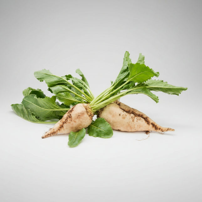 Beet Sugar Seeds – Heirloom High-Sugar Specialty Classic