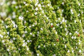 Summer savory