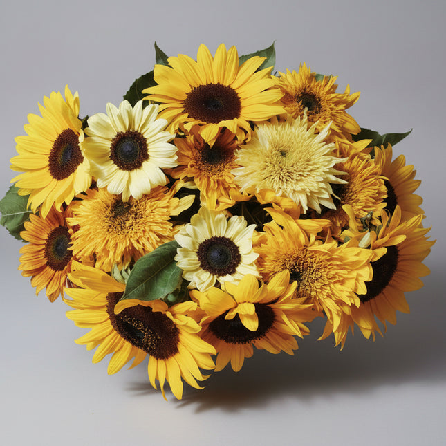 Tournesol, mélange assorti