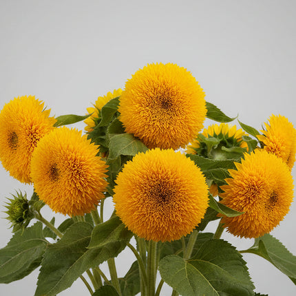 Girasol, Sungold Enano