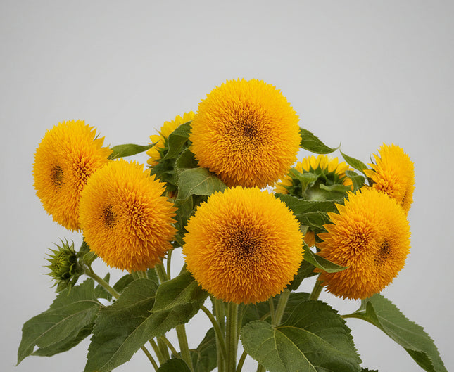 Tournesol, nain Sungold