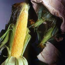 Corn, American Sweet