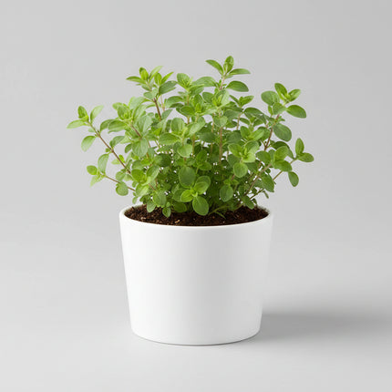 Marjoram Sweet Seeds – Heirloom Aromatic Culinary Favorite