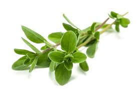 Sweet  Marjoram