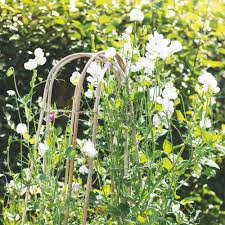 Sweet Pea, White