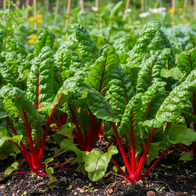 Chard Swiss Ruby Red Seeds – Heirloom Colorful Greens
