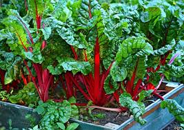 Chard, Swiss Ruby Red