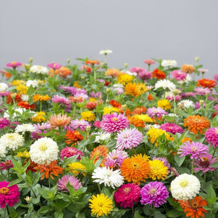 Zinnia Takii's Choice Seeds – Premium Florist-Grade Cut-Flower Mix