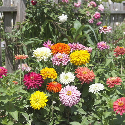 Zinnia Takii's Choice Seeds – Premium Florist-Grade Cut-Flower Mix