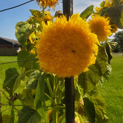 Sunflower Teddy Bear Seeds – Heirloom Fluffy Dwarf Favorite