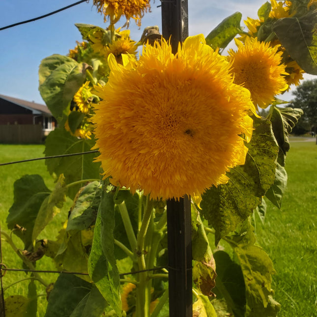 Tournesol, ours en peluche