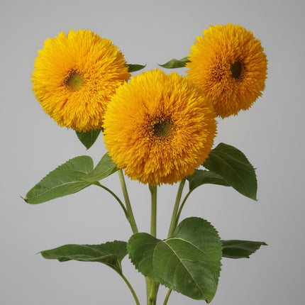 Sunflower Teddy Bear Seeds – Heirloom Fluffy Dwarf Favorite