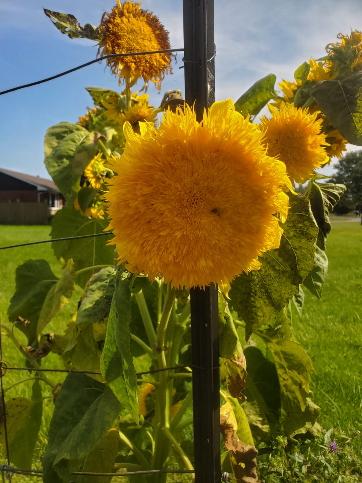 Sunflower, Teddy Bear