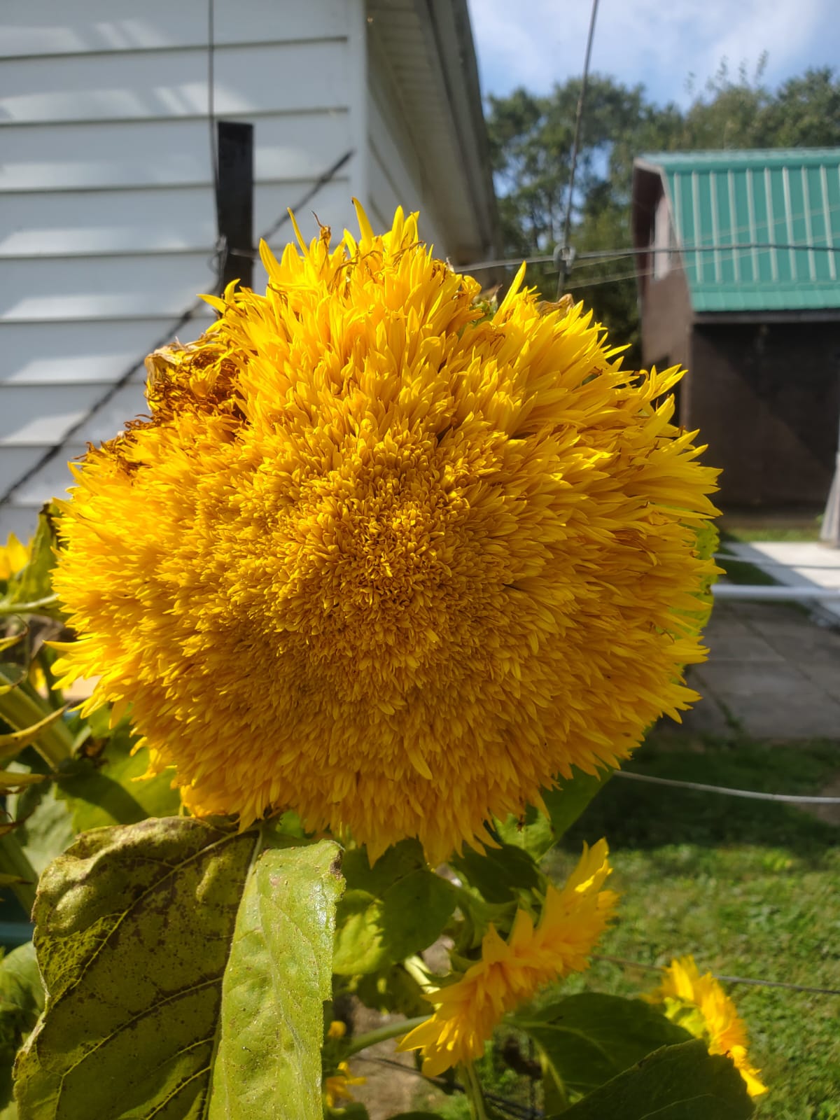 Sunflower, Teddy Bear