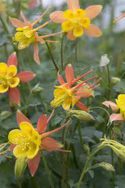 Columbine, Tequila Sunrise