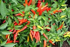 Pepper, Thai Dragon