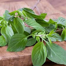 Thai basil