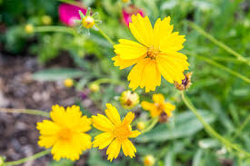 Coreopsis / Tickseed