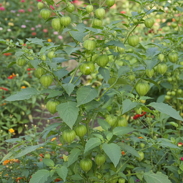 Tomatillo, Tomate Verde