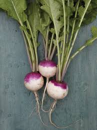 Turnip, Purple Top White Globe