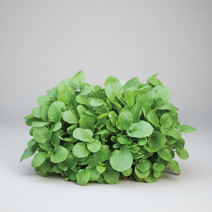 Cress Upland Seeds – Heirloom Cold-Hardy Peppery Green