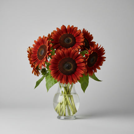 Sunflower Velvet Queen Seeds – Heirloom Velvet-Red Branched Favorite