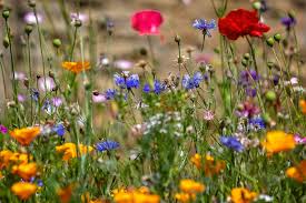 Fleurs sauvages, mélange de primevères