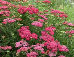 Yarrow, Hot Pink