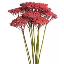 Yarrow, Hot Pink