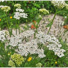 Yarrow, White