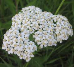 Yarrow, White