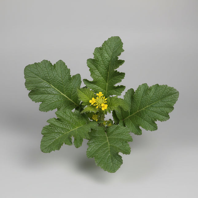 Mustard Yellow Seeds – Heirloom Multi-Purpose Herb & Spice